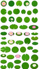 Collection of lotus leaves and flowers