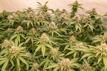 female blossom marijuana SoG Sea of Green net hemp cultivation technique Growing pot indoor bloom stage growth Medical
