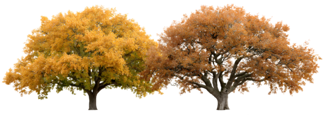 Autumn large and medium Ash Fraxinus trees isolated png on a transparent background premium cutout