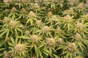 female blossom marijuana SoG Sea of Green net hemp cultivation technique Growing pot indoor bloom stage growth Medical