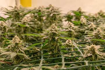 female blossom marijuana SoG Sea of Green net hemp cultivation technique Growing pot indoor bloom stage growth Medical