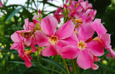 selective image of beautiful pink oleander flowers blooming on a branch against a soft blur background. The vibrant colors oleander leaves. Pink summer oleander background . South Asia Tour