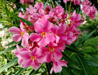selective image of beautiful pink oleander flowers blooming on a branch against a soft blur background. The vibrant colors oleander leaves. Pink summer oleander background . South Asia Tour