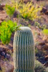 Saguaro Cactus, Carnegiea gigantea, getting ready to bloom, Arizona.