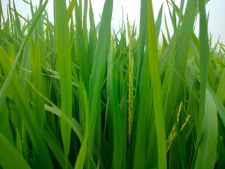 green grass on white