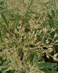 fresh herbs in the garden