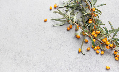 Sea buckthorn berry branch with copy space