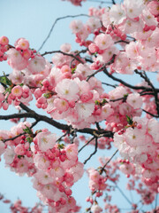 Cherry Blossoms and Ferris Wheel Against Blue Sky