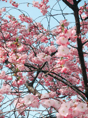 Cherry Blossoms and Ferris Wheel Against Blue Sky