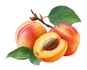 Two whole and one half apricot fruit, vibrant colors, leaves, branch