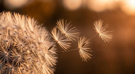 Dandelion Seeds in Flight  
