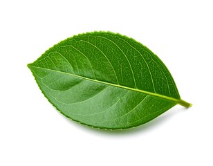 Vibrant green leaf on white background