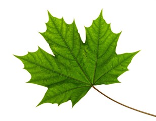 Vibrant green maple leaf against white