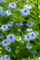 Beautiful blue nigella flowers blooming in the garden.
