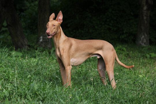 Amazing dog Pharaoh Hound in the grass