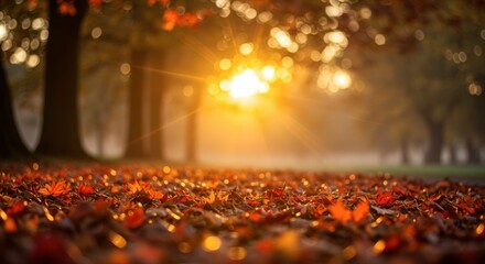 Autumnal forest floor scene illuminated by golden sunlight with bokeh effect