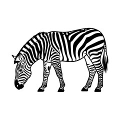 Obraz premium Zebra grazing on grass in a minimalist black and white style 