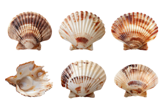 Close-up view of six scallop shells, various angles