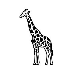 Fototapeta premium Giraffe standing with distinctive patterns against a white background 