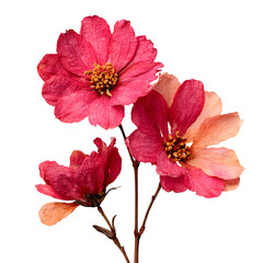 Isolated Pressed and dried Pink Flower. Aesthetic scrapbooking Dry plants