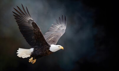 Obraz premium a beautiful painterly bald eagle overlaid over a black foggy background