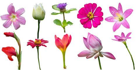 Beautiful collection of colorful PNG flowers including lotus, zinnia, lily, gladiolus and wild blooms. Perfect PNG floral set for digital design, wedding invitation, poster, card, or decoration.