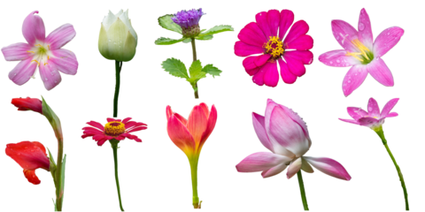Beautiful collection of colorful PNG flowers including lotus, zinnia, lily, gladiolus and wild blooms. Perfect PNG floral set for digital design, wedding invitation, poster, card, or decoration.