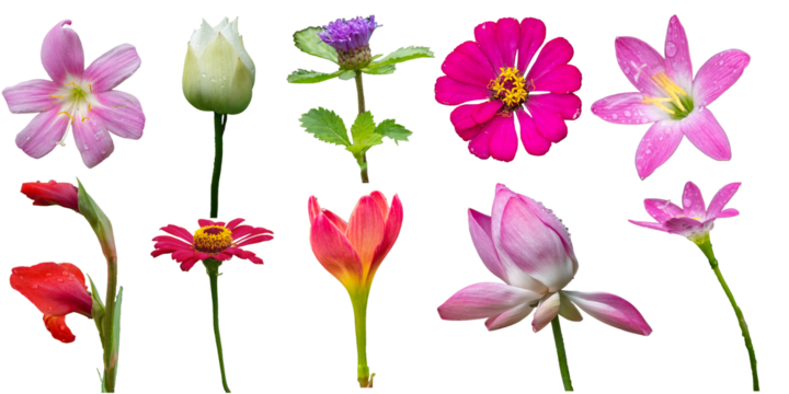 Beautiful collection of colorful PNG flowers including lotus, zinnia, lily, gladiolus and wild blooms. Perfect PNG floral set for digital design, wedding invitation, poster, card, or decoration.