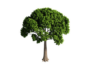 Rendered tree stands tall, dense green canopy atop a slender trunk, black background