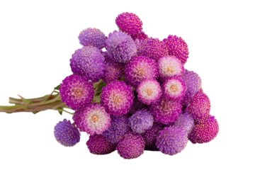 Cluster of small, purple and magenta flowers with gold centers, close-up
