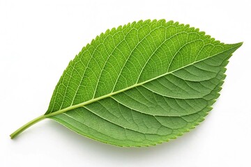 Obraz premium Leaf with on white background