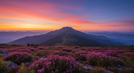 Dramatic sunset over mountain range featuring vibrant pink flowers and colorful sky horizon