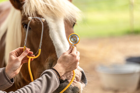 Veterinarian examines horse with stethoscope during medical training