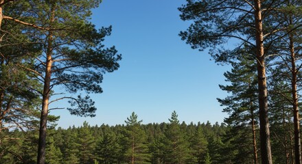 Forest landscape with tall trees and a clear blue sky creating a natural outdoors environment