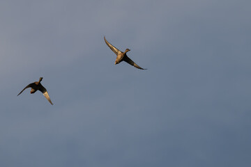 Pair of mallard ducks in flight.