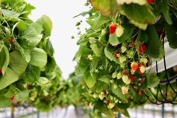 Ripe and unripe strawberries hanging from vines in a modern hydroponic greenhouse or vertical farm, showcasing sustainable and intensive farming.