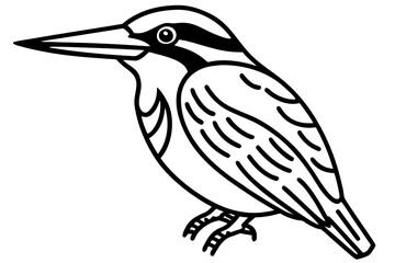  kingfisher bird 