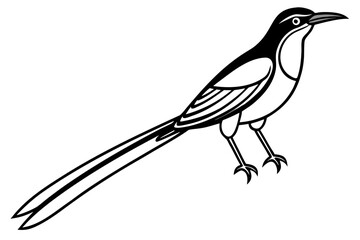 vector illustration of a palestine sunbird