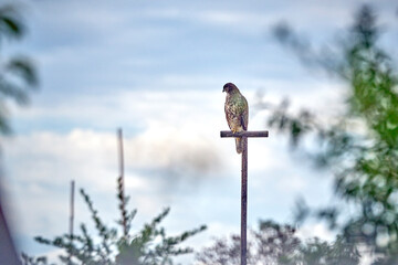 Mäusebussard ( Buteo buteo ) auf einer Jule.