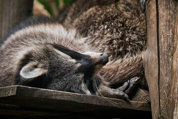 Schlafender Waschb&auml;r ( Procyon lotor ).