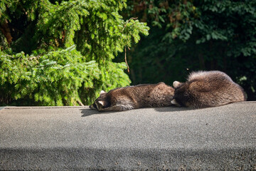Schlafende Waschb&auml;ren ( Procyon lotor ).