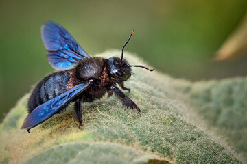 Blauschwarze Holzbiene ( Xylocopa violacea ).
