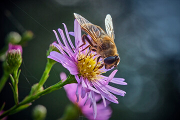 Tiere - Insekten.Mistbiene, Schlammbiene oder Scheinbienen-Keilfleckschwebfliege auch Drohnenfliege ( Eristalis tenax ).