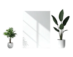 Simple white wall, shadow play, with potted greenery on a stark black backdrop