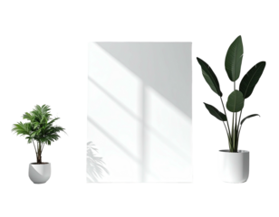 Simple white wall, shadow play, with potted greenery on a stark black backdrop