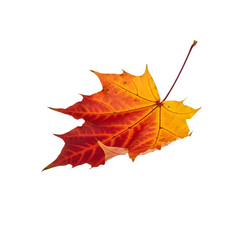 Vibrant autumn maple leaf showcases stunning fall colors transitioning from rich red to golden yellow, perfect for seasonal designs and captivating nature themes.