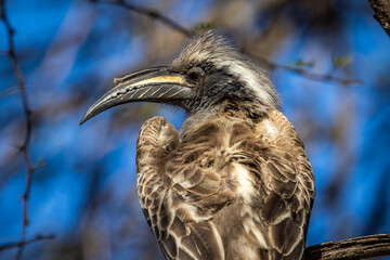 Southern Grey Hornbill (Lophoceros nasutus epirhinus), a subspecies of African Grey Hornbill, Goo-Moremi Gorge, Botswana