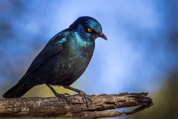 A perched Cape Starling (Lamprotornis nitens) looks down in Goo-Moremi Gorge, Botswana