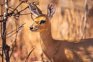 Steenbok (Raphicerus campestris), female shot of head and shoulders, Chobe National Park, Botswana