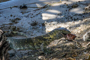 A Nile Monitor (Varanus niloticus) has caught a large river crab. This is Africa's longest lizard. Chobe National Park, Botswana.